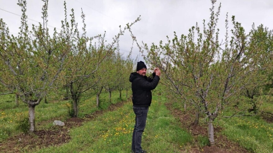 Voćari zbrajaju štete od mraza: "Protresao sam grane, pola cvetova je otpalo"