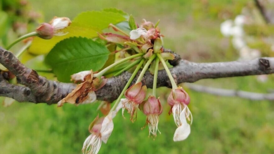 Profesor Đurović: "Očekujemo drastično smanjenje prinosa voća zbog mraza"