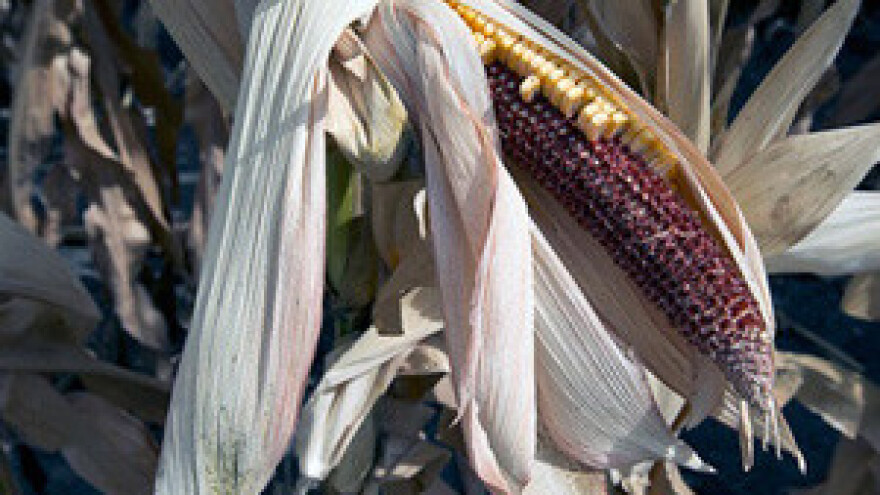 Milanović i Jakovina u posjetu Slavoniji opustošenoj sušom