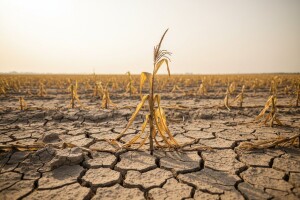 Štete od suše na usjevima oko 500 milijuna kuna