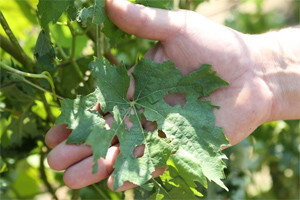 Tuča oštetitla vinograde i voćnjake