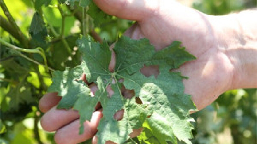 Tuča oštetitla vinograde i voćnjake