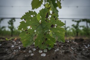 Štete od tuče na virovitičkom području