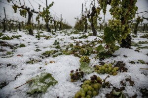 Štete od tuče u vinogradima i voćnjacima