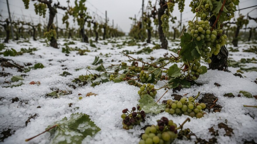 Štete od tuče u vinogradima i voćnjacima