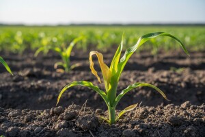 Štete od žičnjaka u usjevima kukuruza