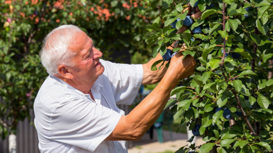 Milionske štete od suše, traži se pomoć od države!