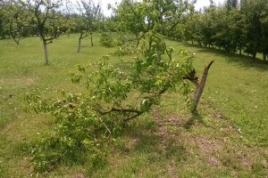 Elementarna nepogoda za Tordince i Trpinju