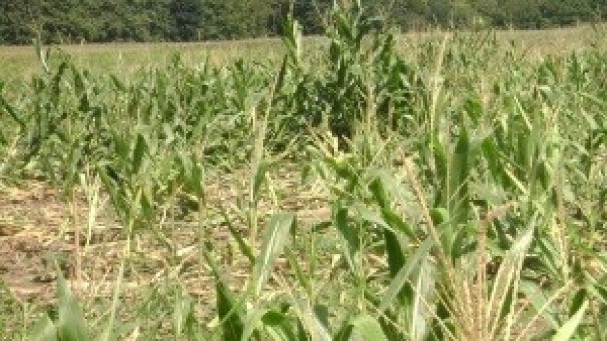 Procjena rizika od kukuruzne zlatice