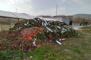 Propao cjelogodišnji trud: Deseci tisuća cvjetova završili u smeću