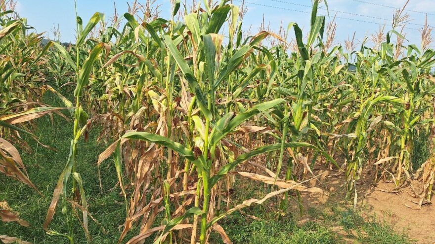 Kukuruz u Braničevskom okrugu sve teže podnosi sušu. Kakvi će biti prinosi?