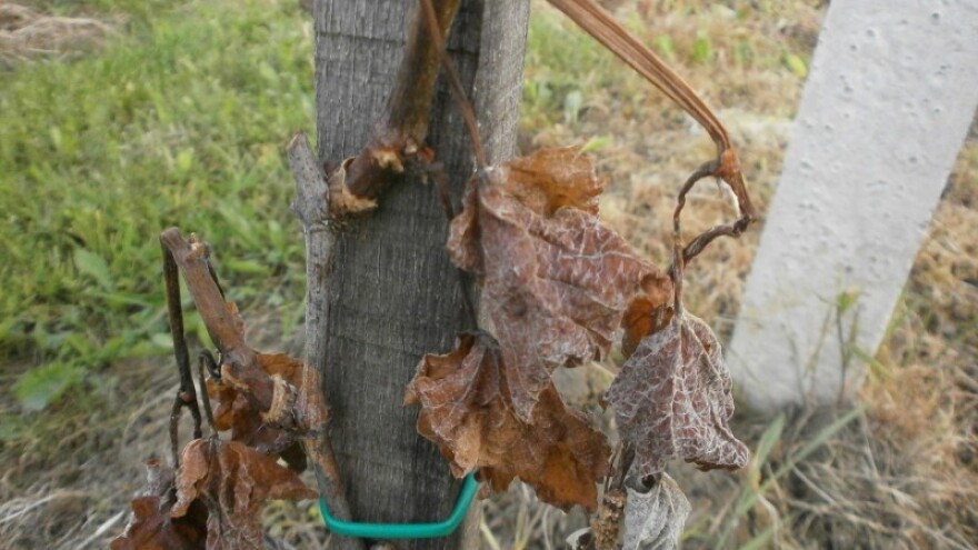 U Zagorju štete od mraza više od 30 milijuna kuna