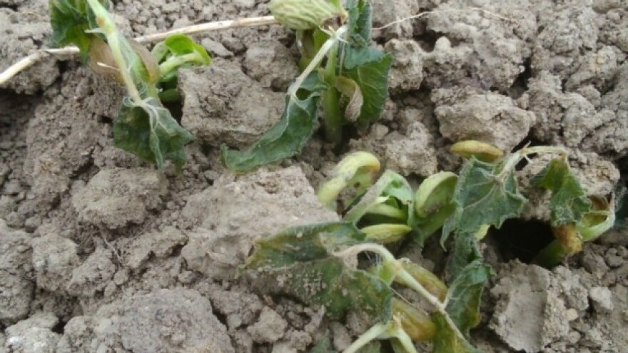 Zar poljoprivrednici uzalud prijavljuju štetu?