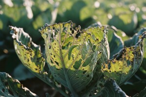 Štetnici kupusnjača i njihovo suzbijanje