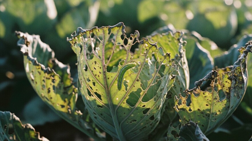 Štetnici kupusnjača i njihovo suzbijanje