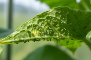Štetnici povrća koji sišu sokove i prenose opasne viruse