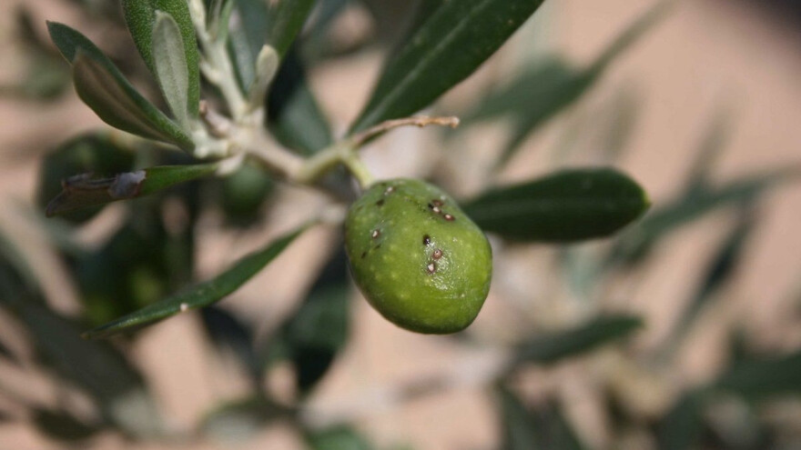 Svrdlaš opasniji od maslinove muhe: Jedna generacija čak i u tri godine