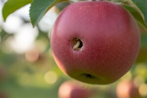 Štetnici u voćnjaku
