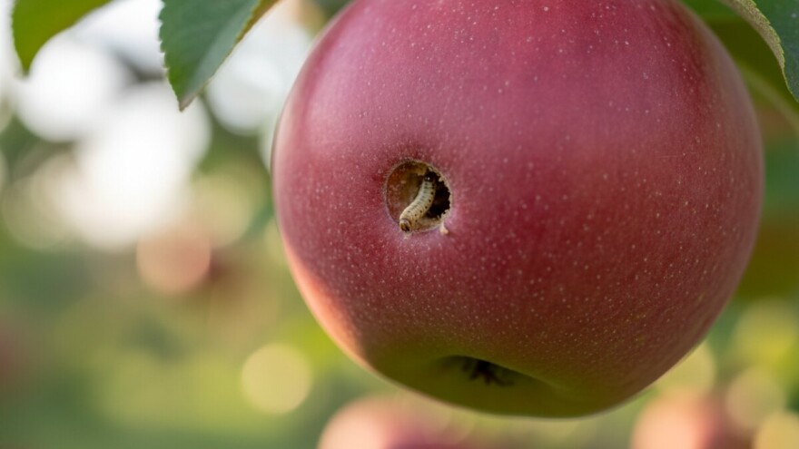Štetnici u voćnjaku