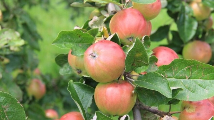Kako prirodnim putem suzbiti štetočine voća?