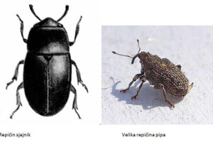 Proljetni štetnici uljane repice