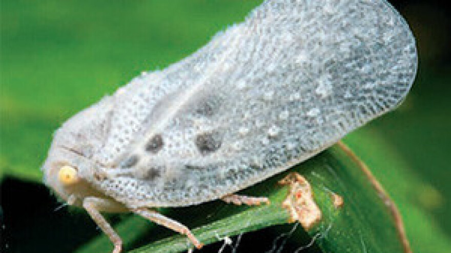 Pojava medećeg cvrčka (Metcalfa pruinosa) u dolini Neretve