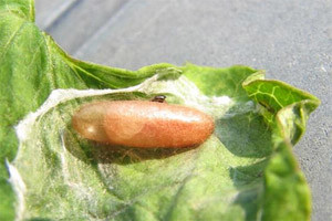 Pojava gusjenica vrste Helcystogramma triannulella na batatu