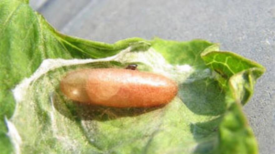 Pojava gusjenica vrste Helcystogramma triannulella na batatu