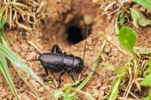 Popci -  kakve štete uzrokuju i kako ih spriječiti?