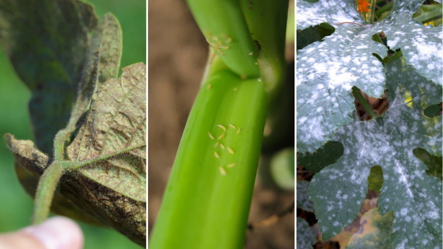 Grinje na grahu, tripsi na luku, pepelnica na tikvicama - neki su od štetnika kojima odgovara ovo vrijeme