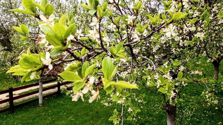 Od šljivine ose rod može da podbaci i do 80 posto