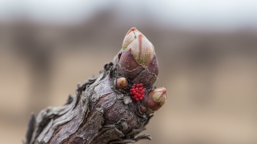 Štetočinje koje prezimljuju na vinovoj lozi