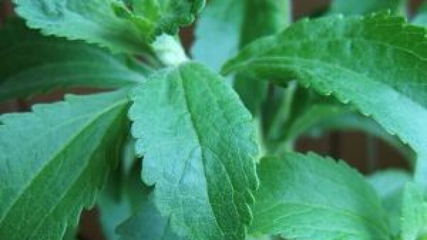 Stevija i batat našli su se na listi zabranjenih dodataka hrani