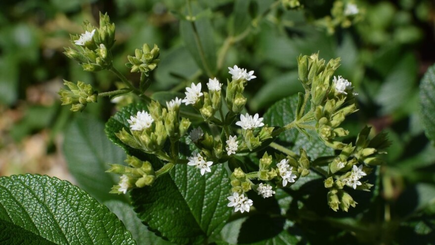 Kako uzgojiti steviju