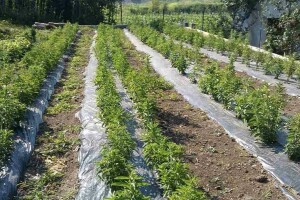 Konjići uzgajaju steviju na jednom dunumu, a imaju i vlastite sadnice