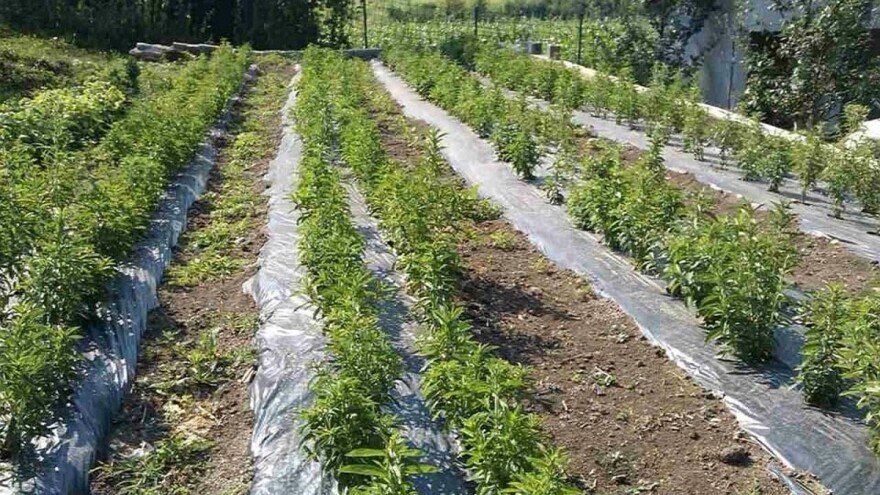 Konjići uzgajaju steviju na jednom dunumu, a imaju i vlastite sadnice