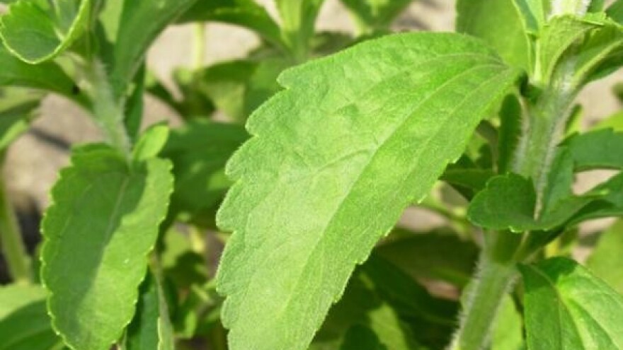 Pradavanje o uzgoju stevije