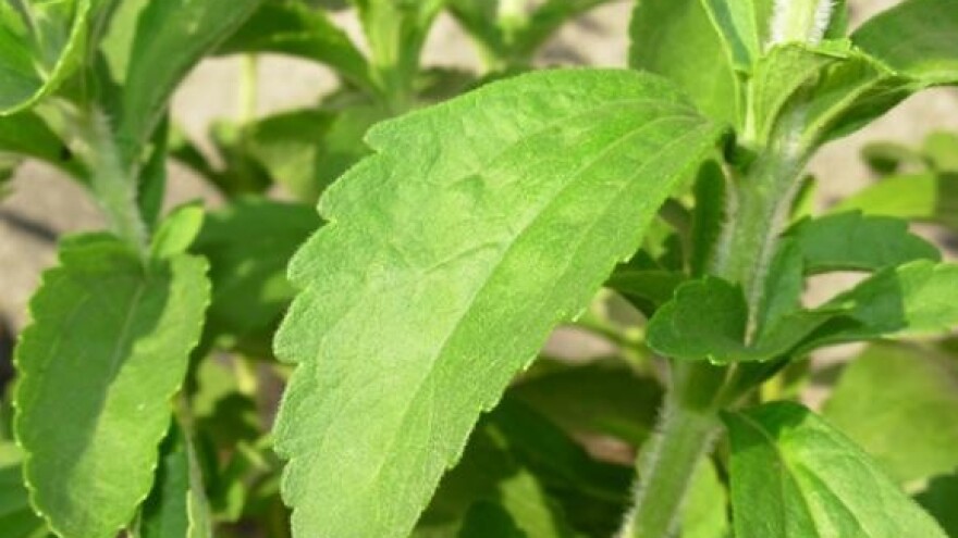 Predavanje o steviji