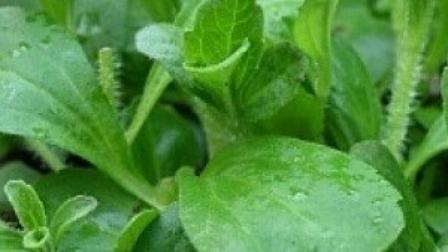 Kraš i Agrokor morat će odustati od stevije