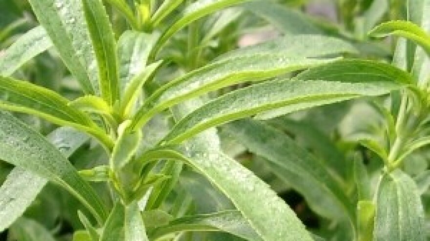 Birokracija, korov razvijenog i nerazvijenog svijeta