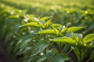 Stigao Pro-bac, revolucionarni imunostimulator!