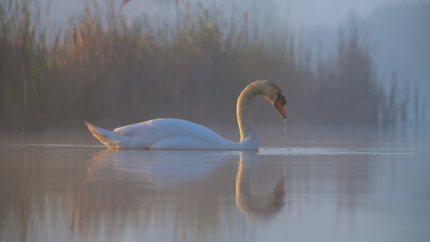 Stigla i u bh. komšiluk: U dvije sedmice četvrti slučaj ptičje gripe
