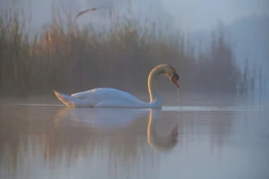 Ptičji grip sve bliži Srbiji
