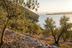 Štimčevo ulje među 14 najboljih na svijetu
