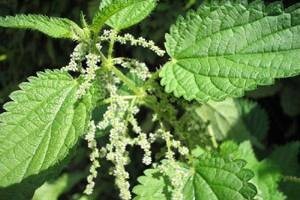 Priprema pesticida od koprive