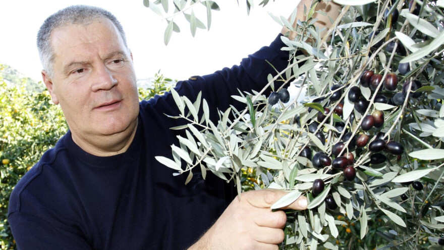 Stipe Gabrić Jambo nepravomoćno osuđen na kaznu zatvora, razlog su - masline