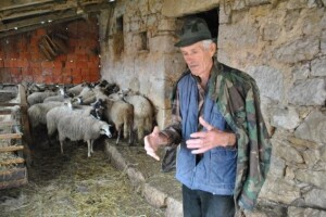 Dok vukovi kolju, stočari propadaju