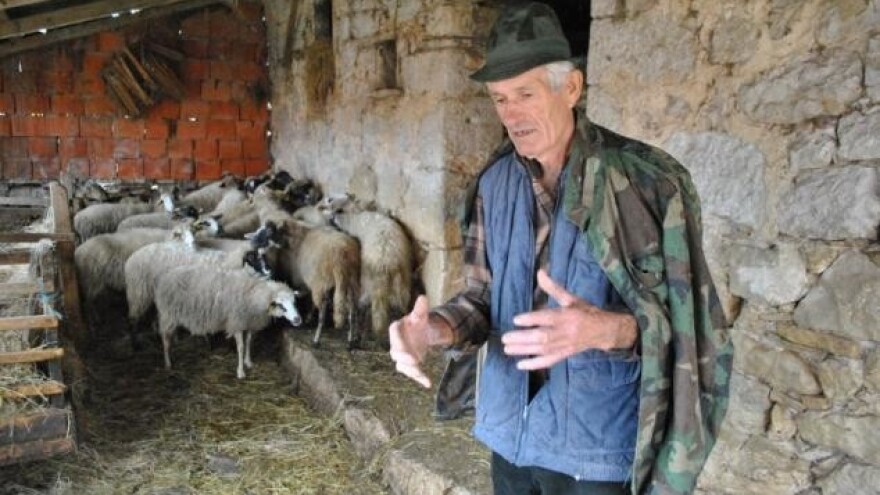 Dok vukovi kolju, stočari propadaju