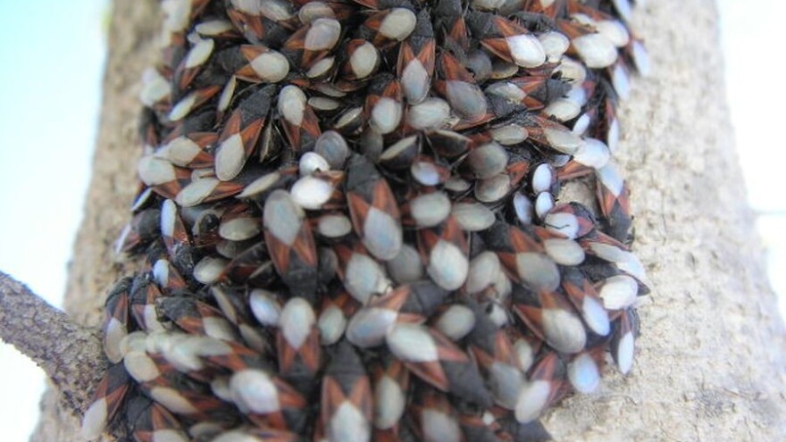 Masovna pojava stjenica na lipi