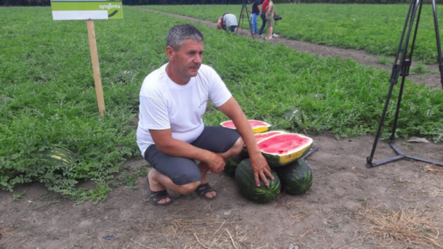 Uzgoj lubenica guši manjak navodnjavanja i cijena